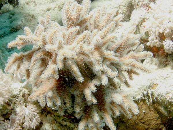 Seriatopora caliendrum